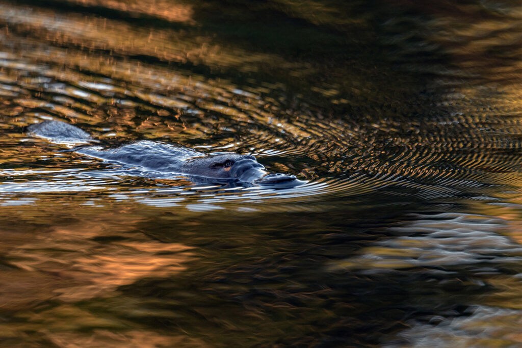 Tasmanien_Daniel_Spohn (34) Kopie